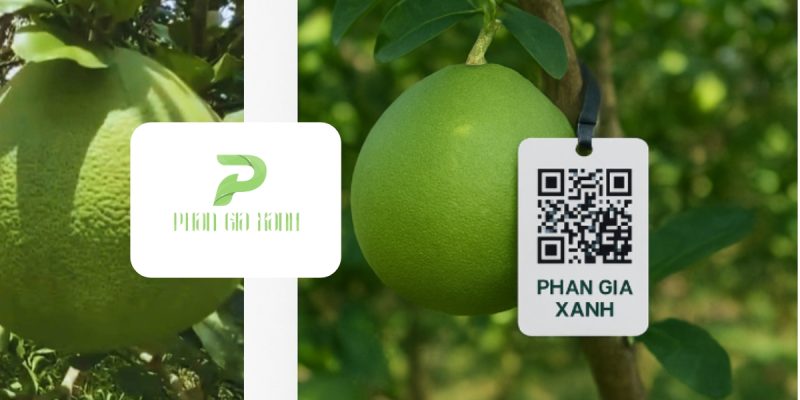 HỆ THỐNG TRUY XUẤT NGUỒN GỐC BẰNG MÃ QR