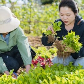 Du lịch nông nghiệp cộng đồng