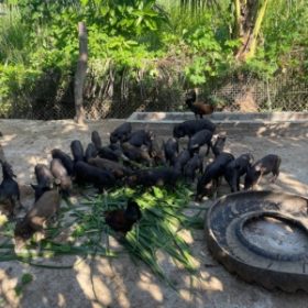 Du lịch nông nghiệp cộng đồng