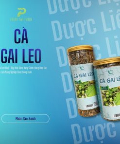 Cà Gai Leo Sấy Khô PGX 200gr